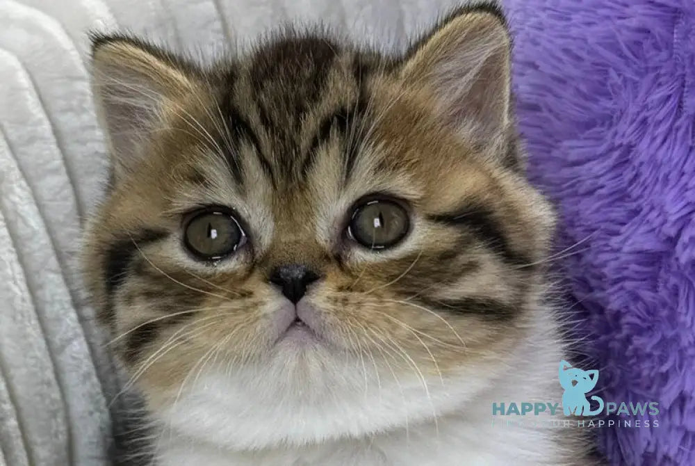 Charlie Scottish Straight male black spotted tabby bicolour live animals