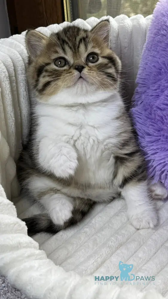 Charlie Scottish Straight male black spotted tabby bicolour live animals