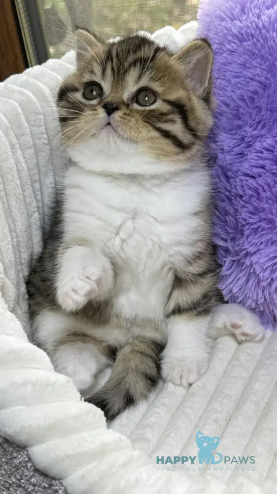 Charlie Scottish Straight male black spotted tabby bicolour live animals