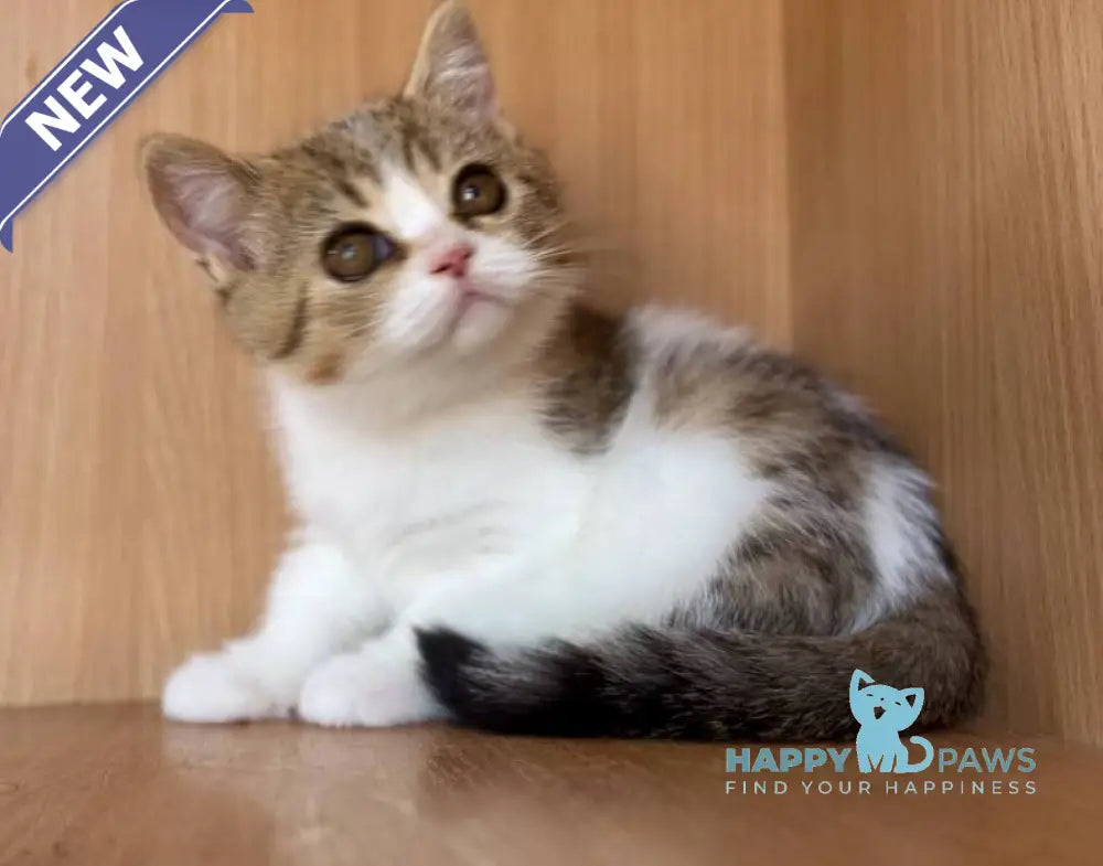 Charly British Shorthair male black golden bicolour spotted tabby live animals