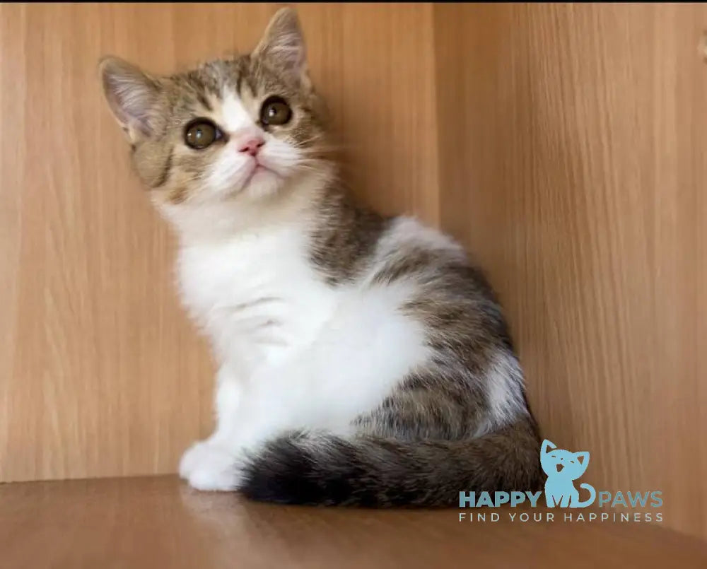 Charly British Shorthair male black golden bicolour spotted tabby live animals