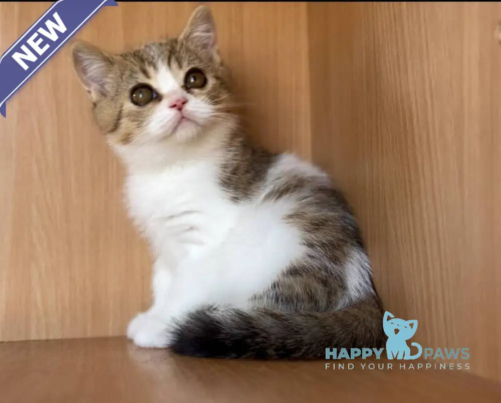 Charly British Shorthair male black golden bicolour spotted tabby live animals