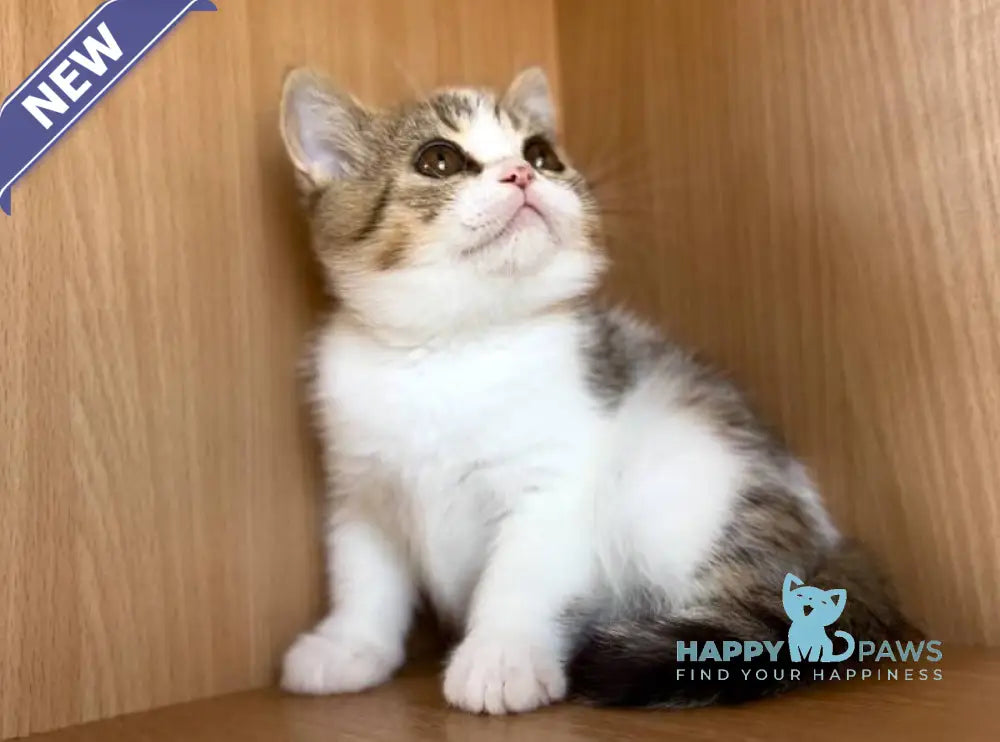 Charly British Shorthair male black golden bicolour spotted tabby live animals