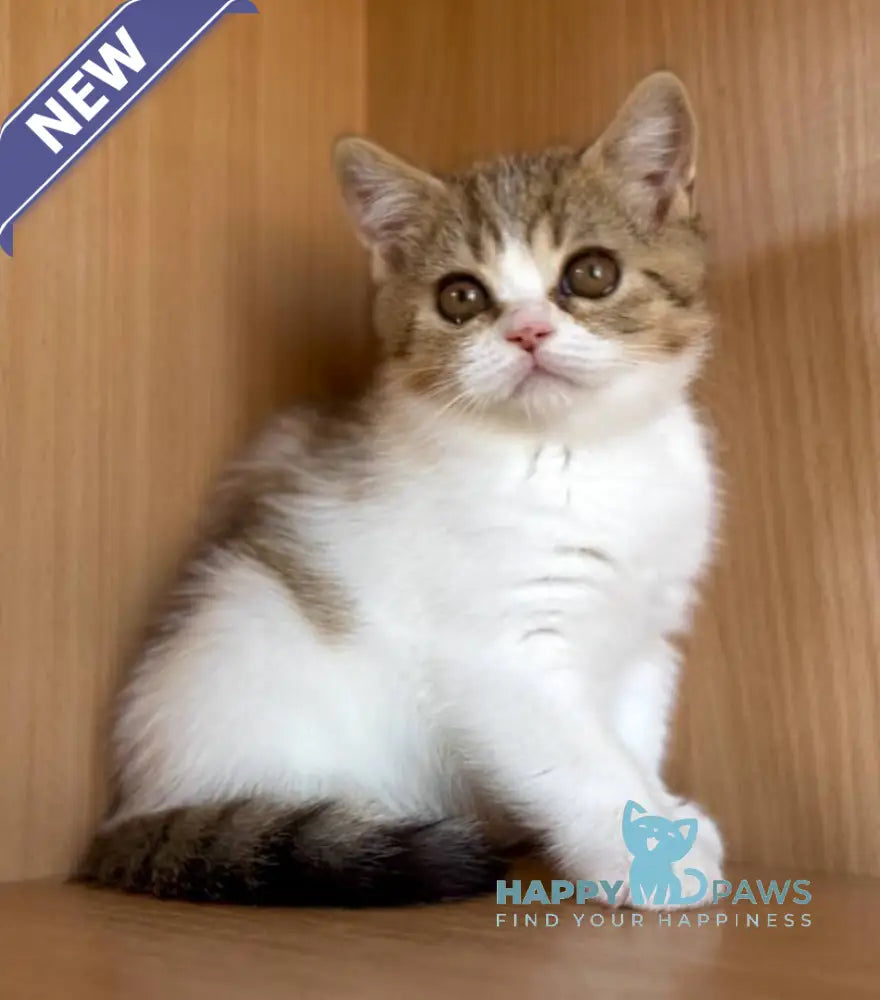 Charly British Shorthair male black golden bicolour spotted tabby live animals