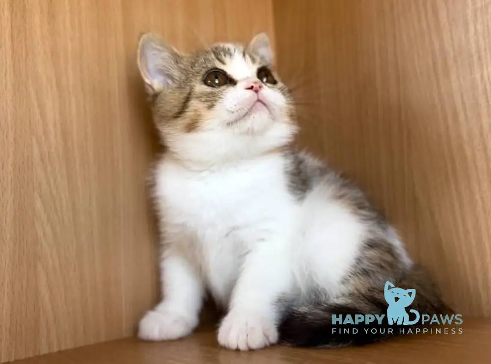 Charly British Shorthair male black golden bicolour spotted tabby live animals