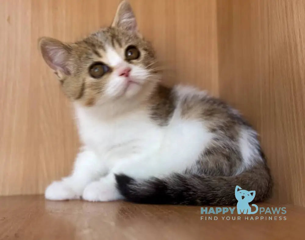 Charly British Shorthair male black golden bicolour spotted tabby live animals