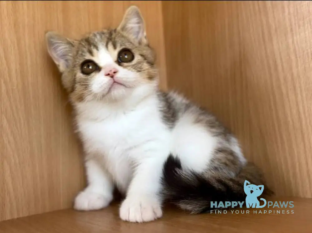 Charly British Shorthair male black golden bicolour spotted tabby live animals