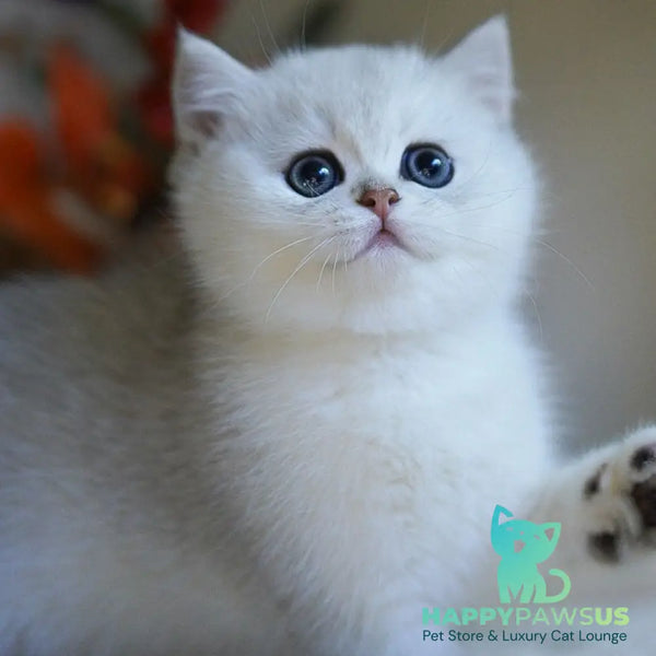 Charm British Shorthair male black silver shaded - live animals