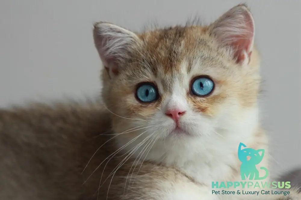 Chase British Shorthair male black golden ticked tabby with white - live animals