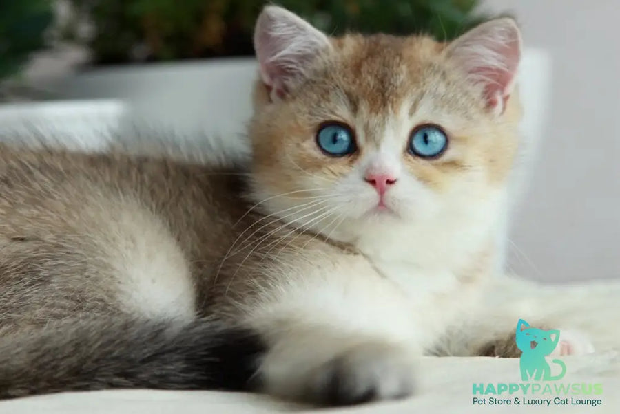 Chase British Shorthair male black golden ticked tabby with white - live animals