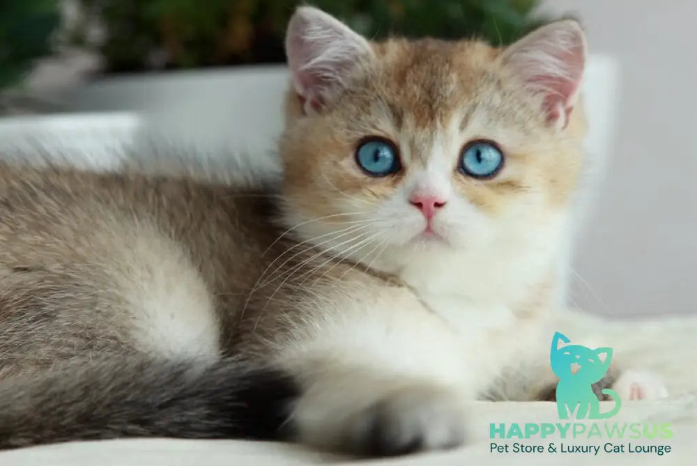 Chase British Shorthair male black golden ticked tabby with white - live animals