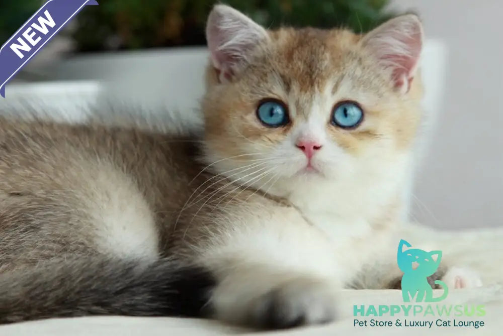 Chase British Shorthair male black golden ticked tabby with white - live animals