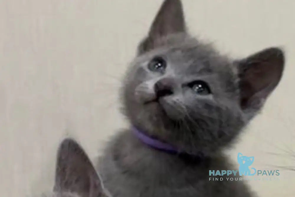 Chase Russian Blue male blue live animals