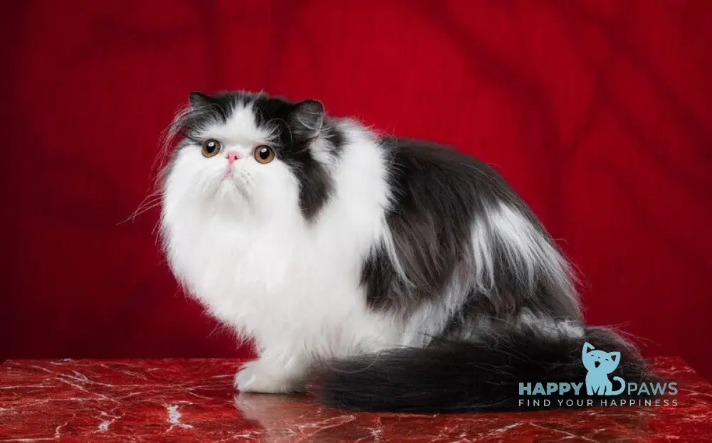 Chase Star Persian male black bicolour live animals