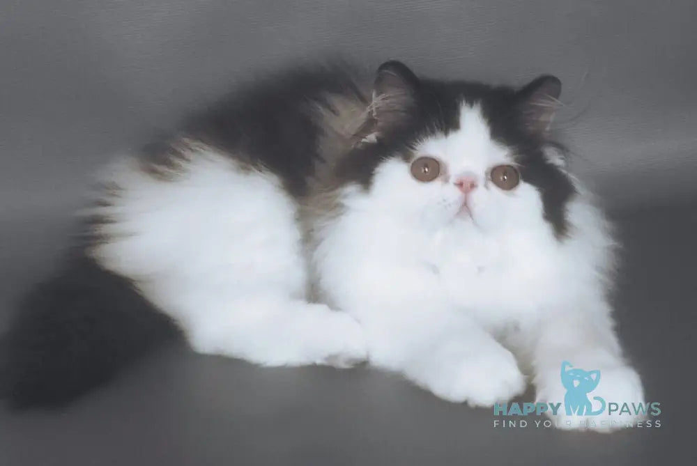 Chase Star Persian male black bicolour live animals