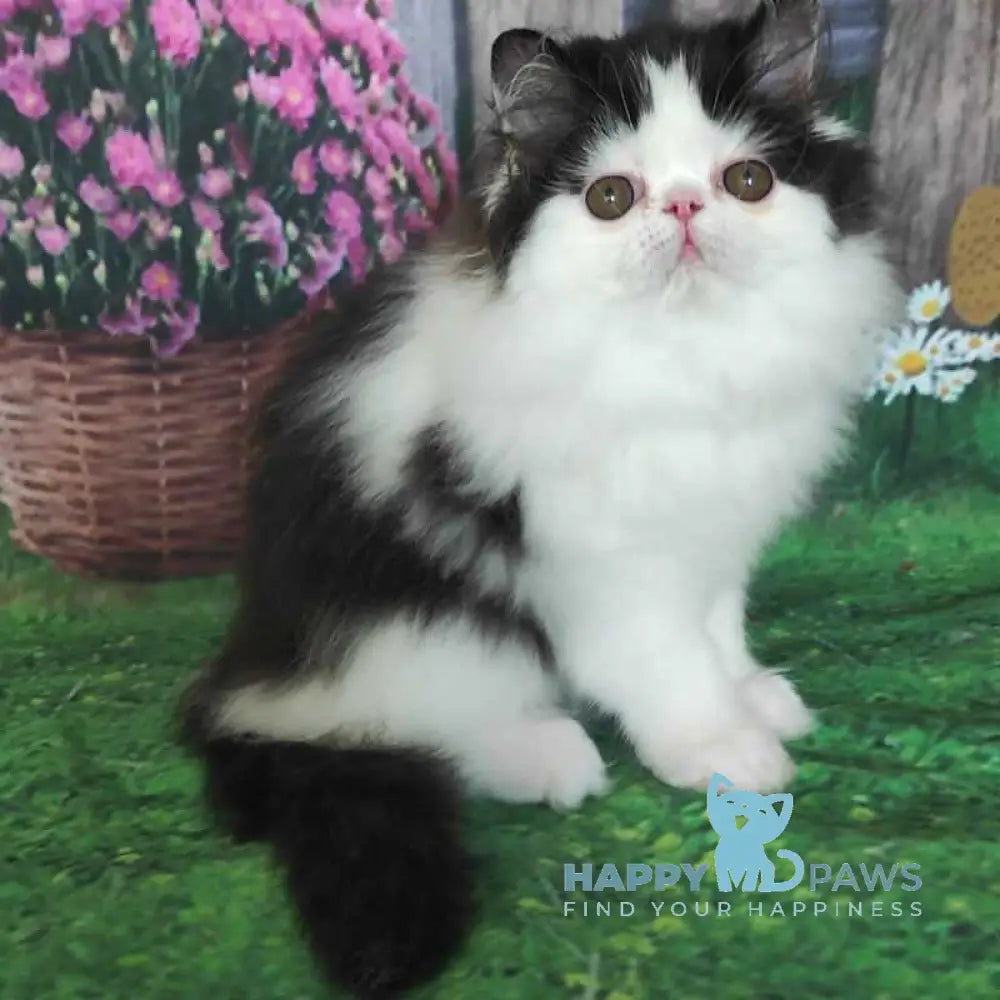 Chase Star Persian male black bicolour live animals