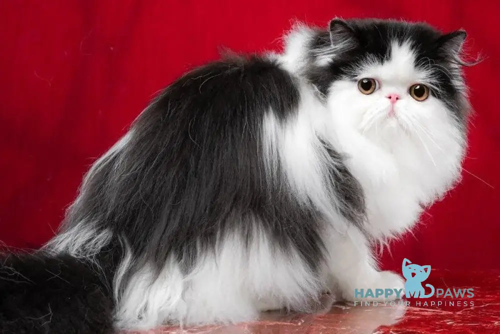 Chase Star Persian male black bicolour live animals