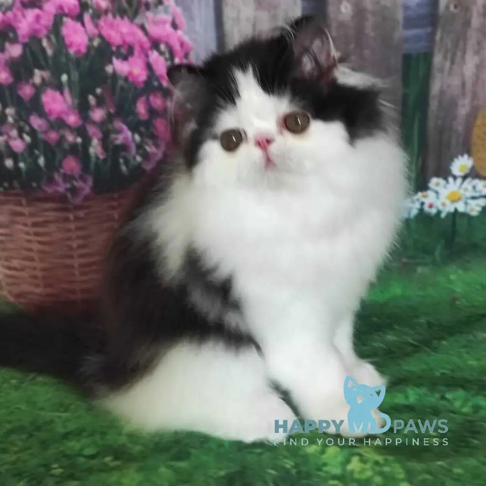 Chase Star Persian male black bicolour live animals