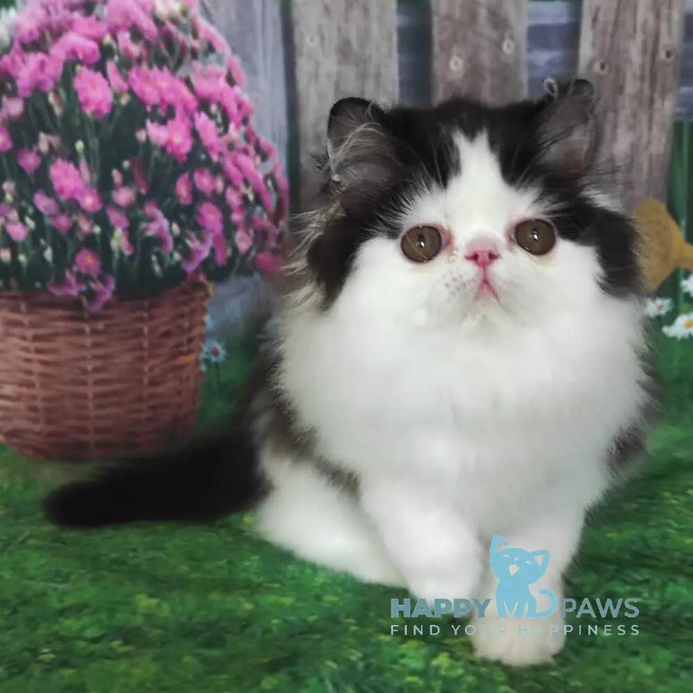 Chase Star Persian male black bicolour live animals