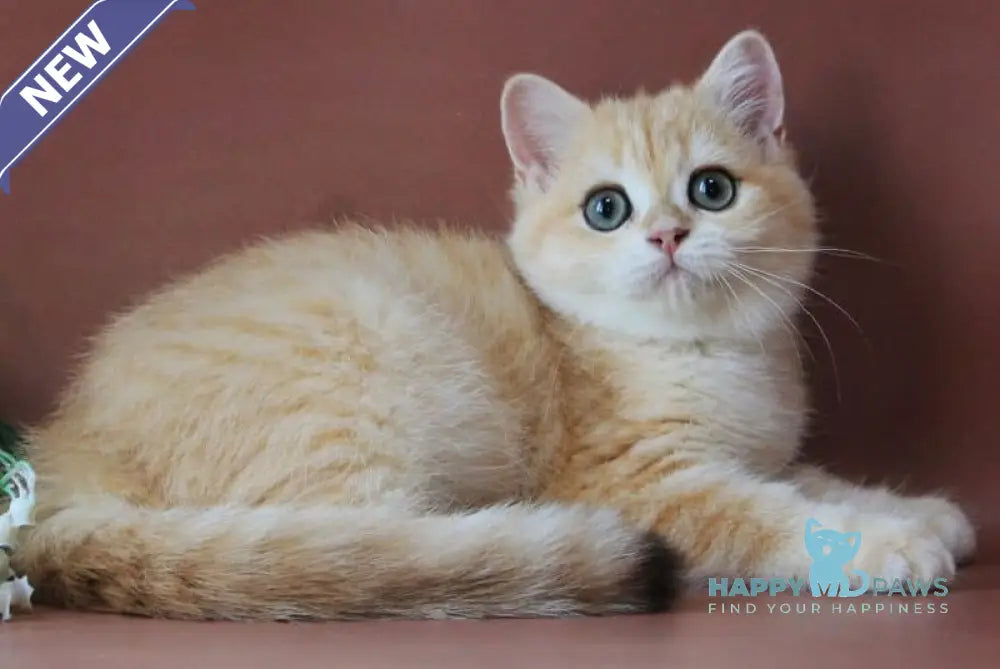 Chavier British Shorthair male black golden chinchilla live animals