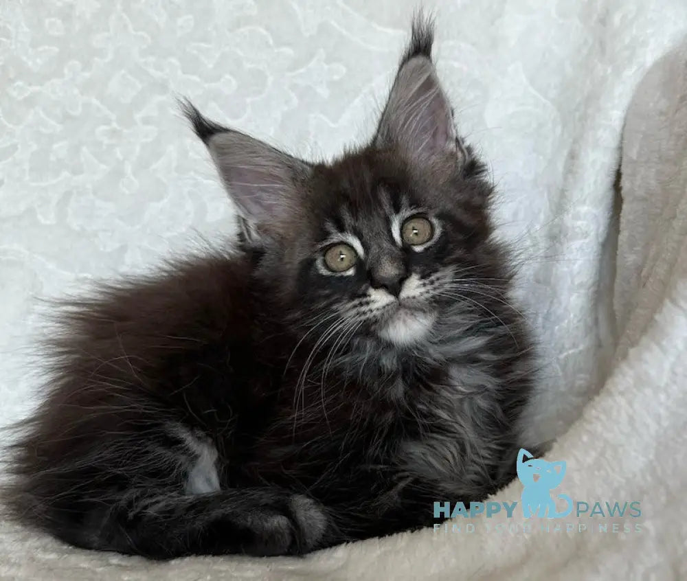 Cheaster Maine Coon Male Black Tabby Live Animals