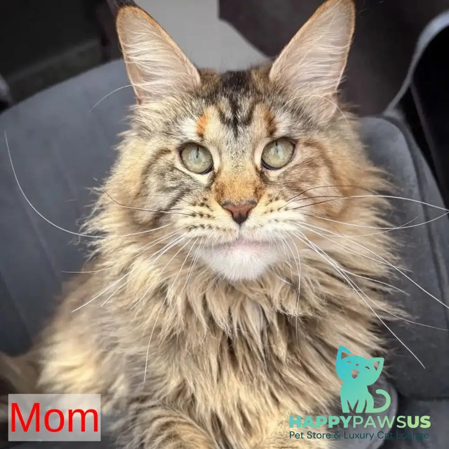 Cheese Maine Coon male red silver - live animals