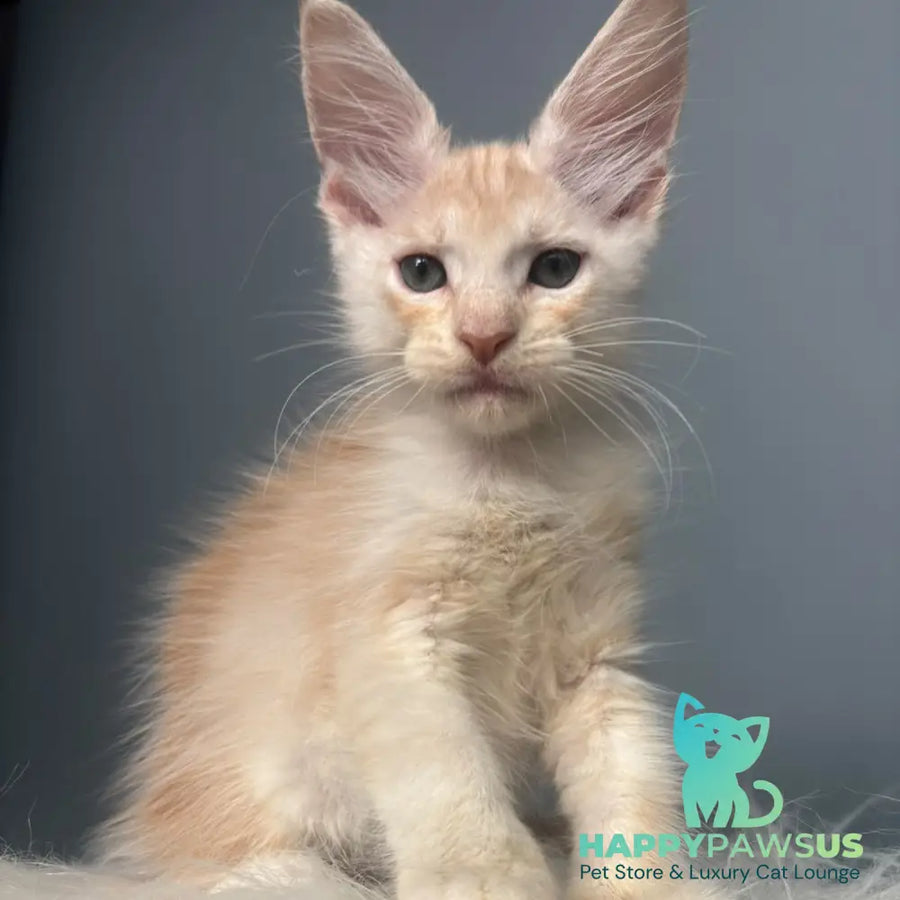 Cheese Maine Coon male red silver - live animals