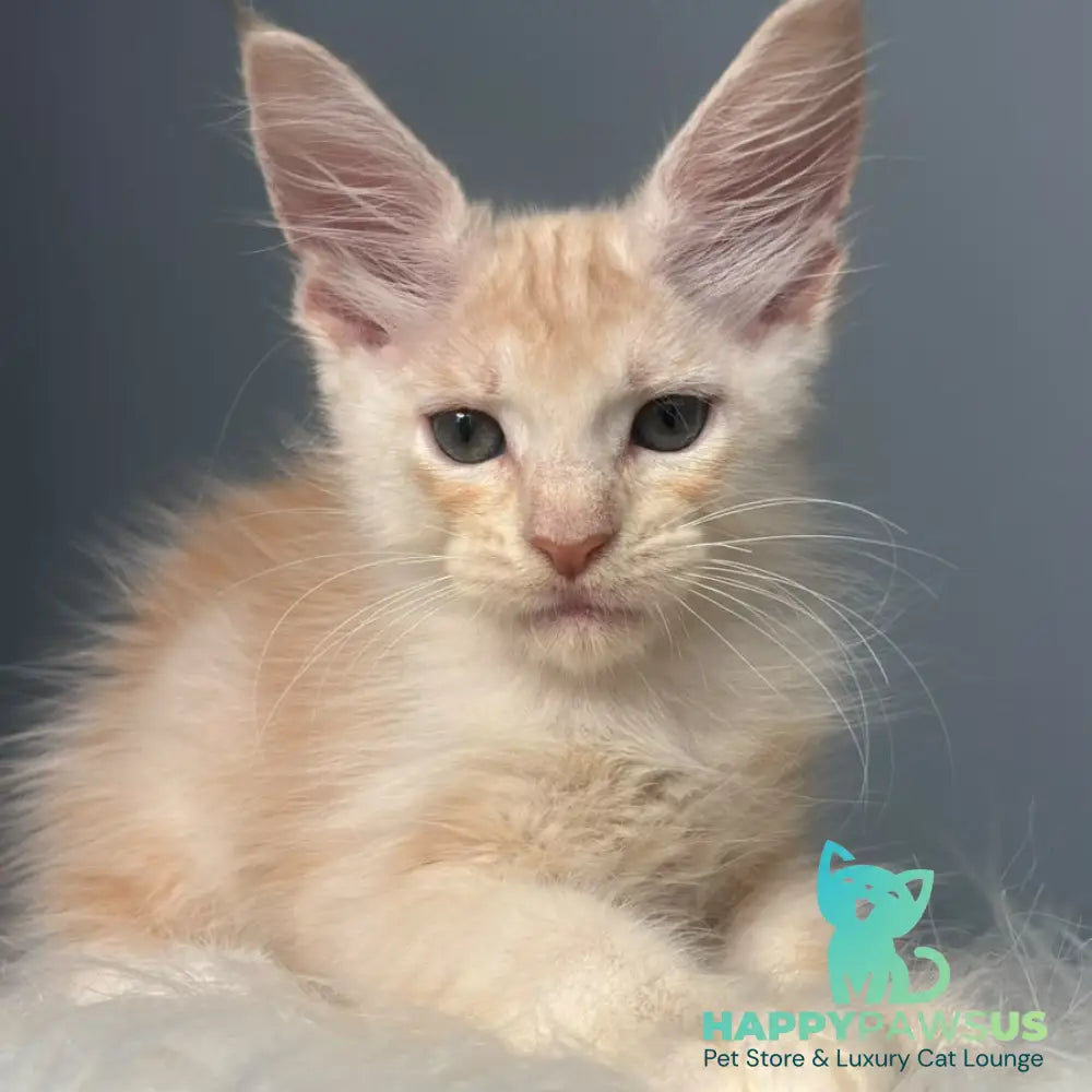 Cheese Maine Coon male red silver - live animals