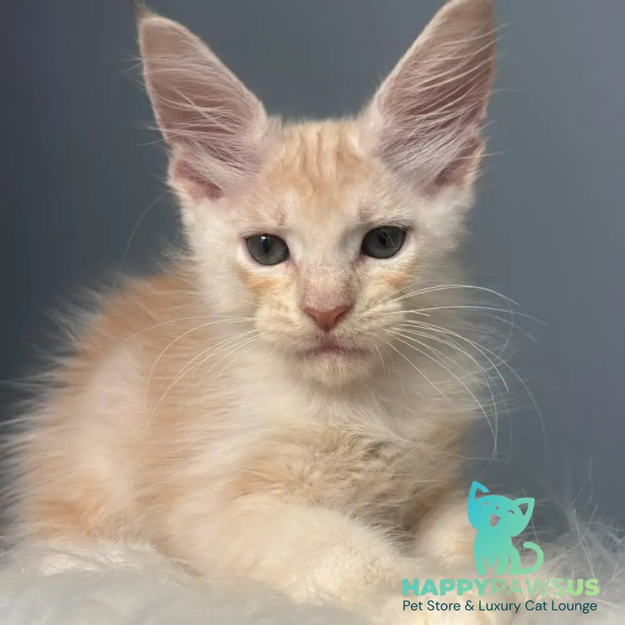 Cheese Maine Coon male red silver - live animals