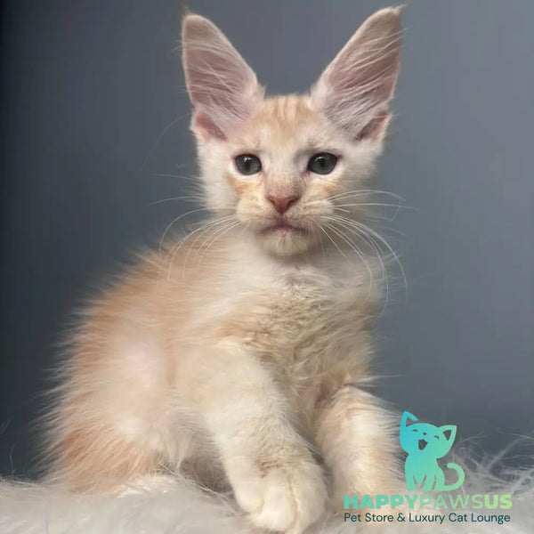 Cheese Maine Coon male red silver - live animals