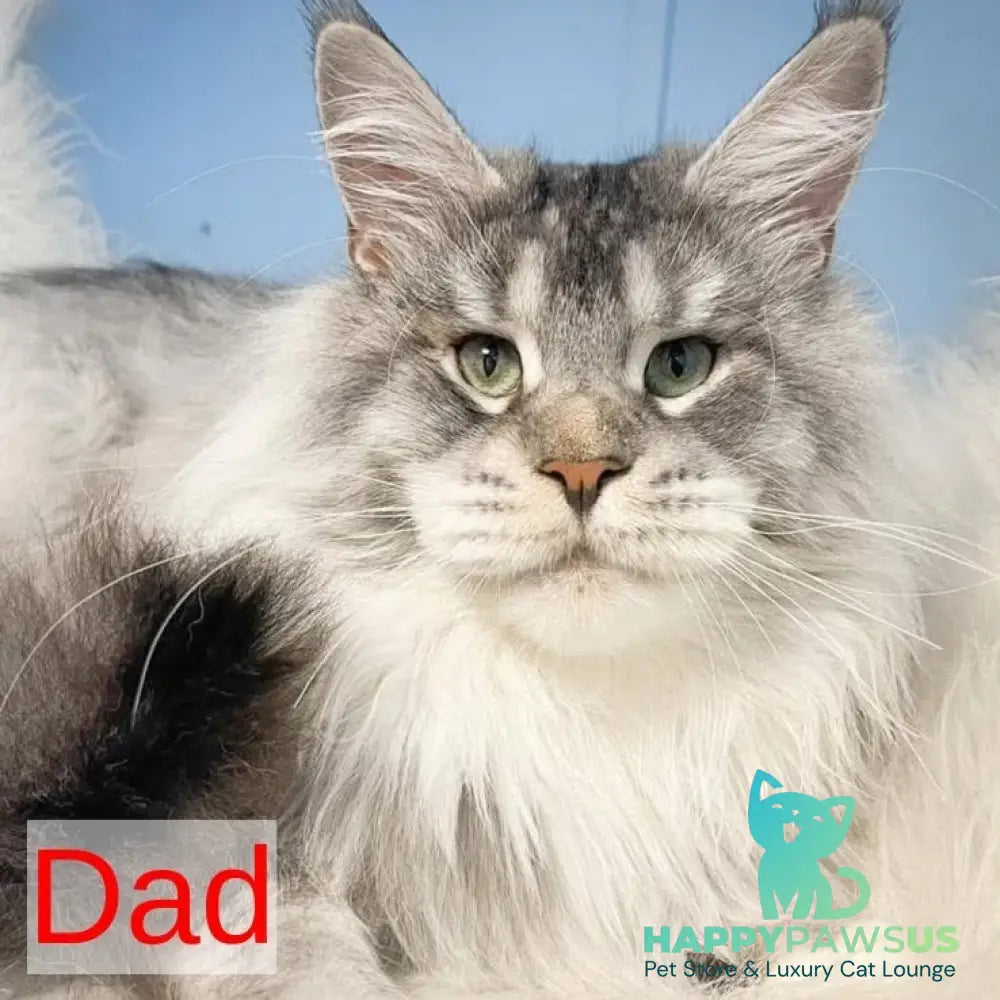 Cheese Maine Coon male red silver - live animals