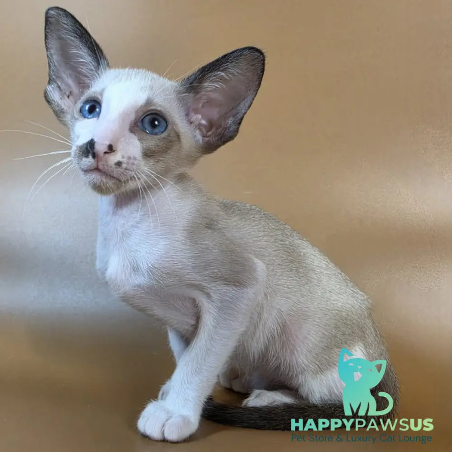 Cheesecake Oriental Shorthair male black mitted - live animals