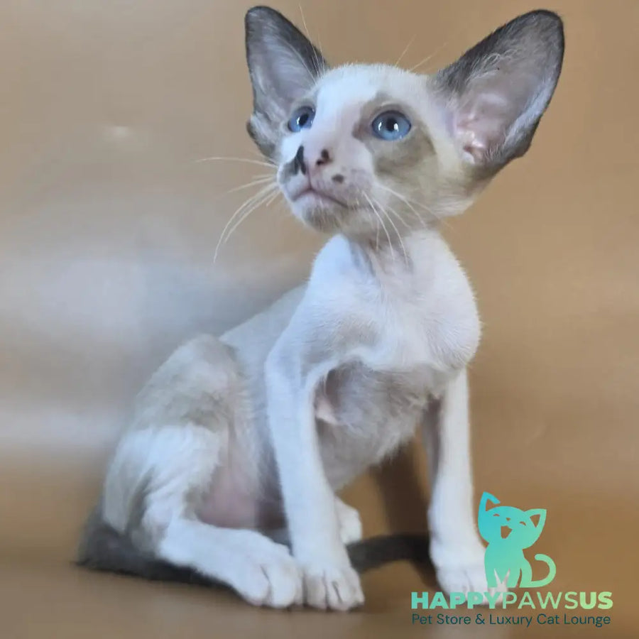 Cheesecake Oriental Shorthair male black mitted - live animals