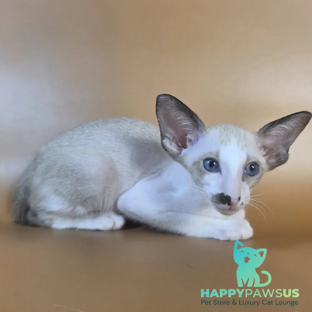 Cheesecake Oriental Shorthair male black mitted - live animals