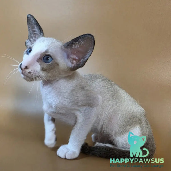 Cheesecake Oriental Shorthair male black mitted - live animals