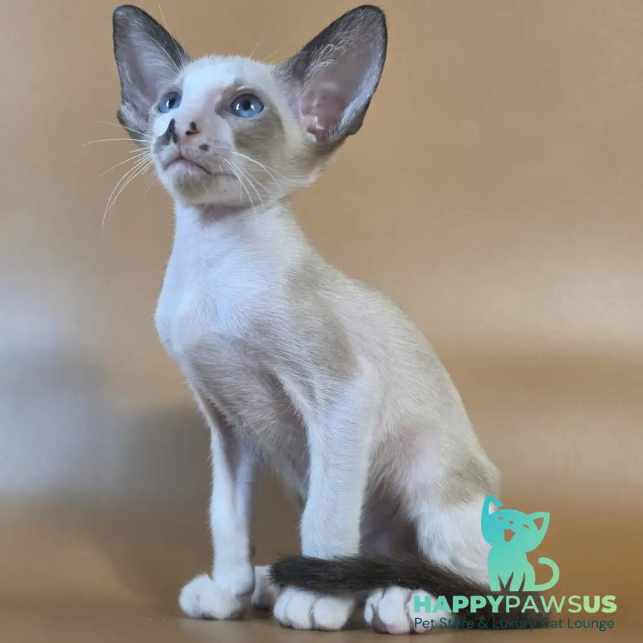 Cheesecake Oriental Shorthair male black mitted - live animals