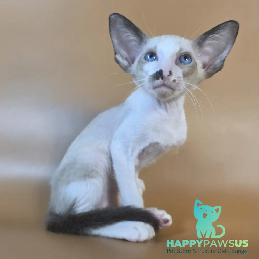 Cheesecake Oriental Shorthair male black mitted - live animals