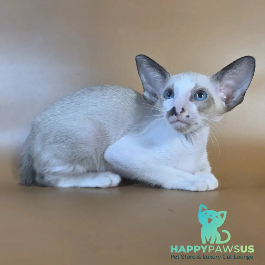 Cheesecake Oriental Shorthair male black mitted - live animals