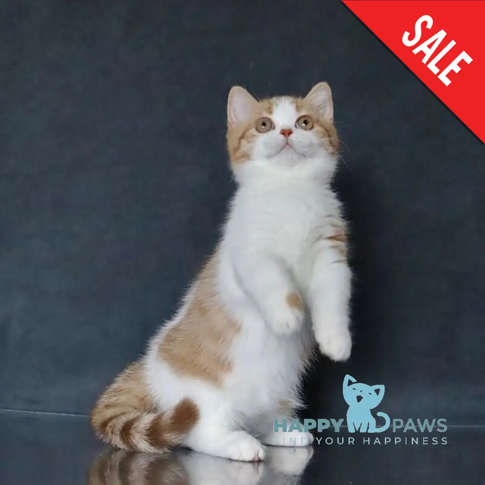 Chelsi Munchkin female cinnamon bicolour spotted tabby live animals