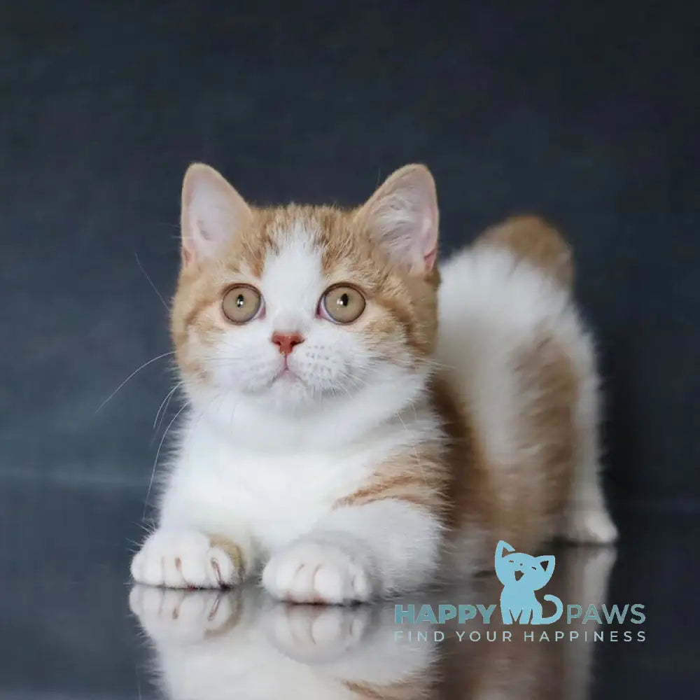 Chelsi Munchkin female cinnamon bicolour spotted tabby live animals