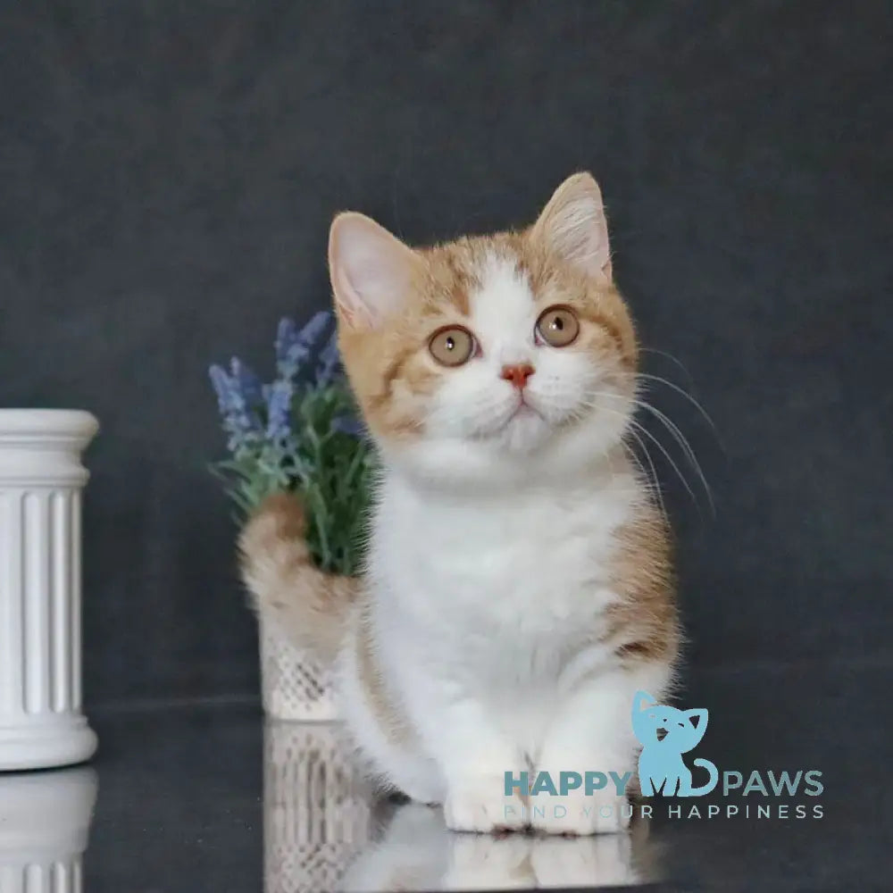 Chelsi Munchkin female cinnamon bicolour spotted tabby live animals