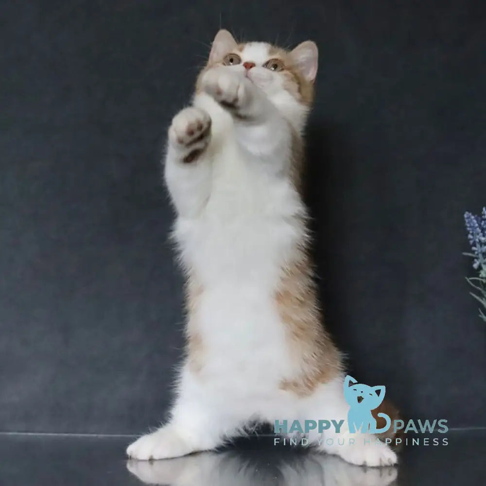 Chelsi Munchkin female cinnamon bicolour spotted tabby live animals