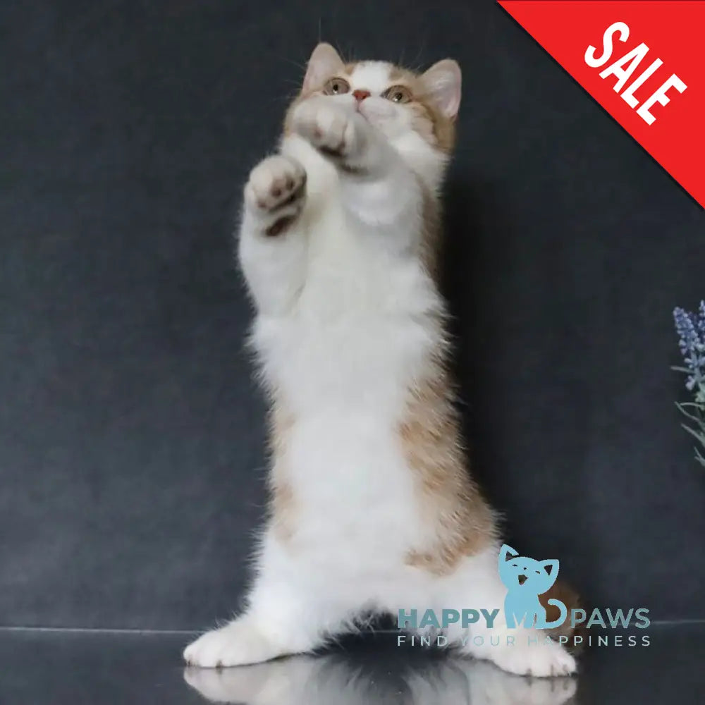 Chelsi Munchkin female cinnamon bicolour spotted tabby live animals