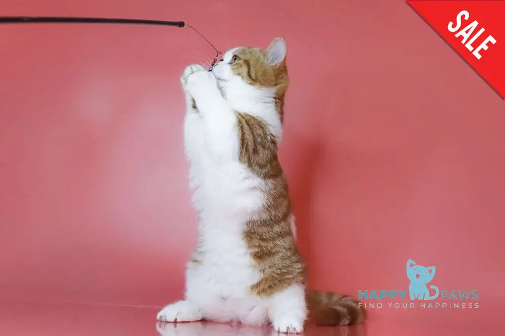 Chelsi Munchkin female cinnamon bicolour spotted tabby live animals