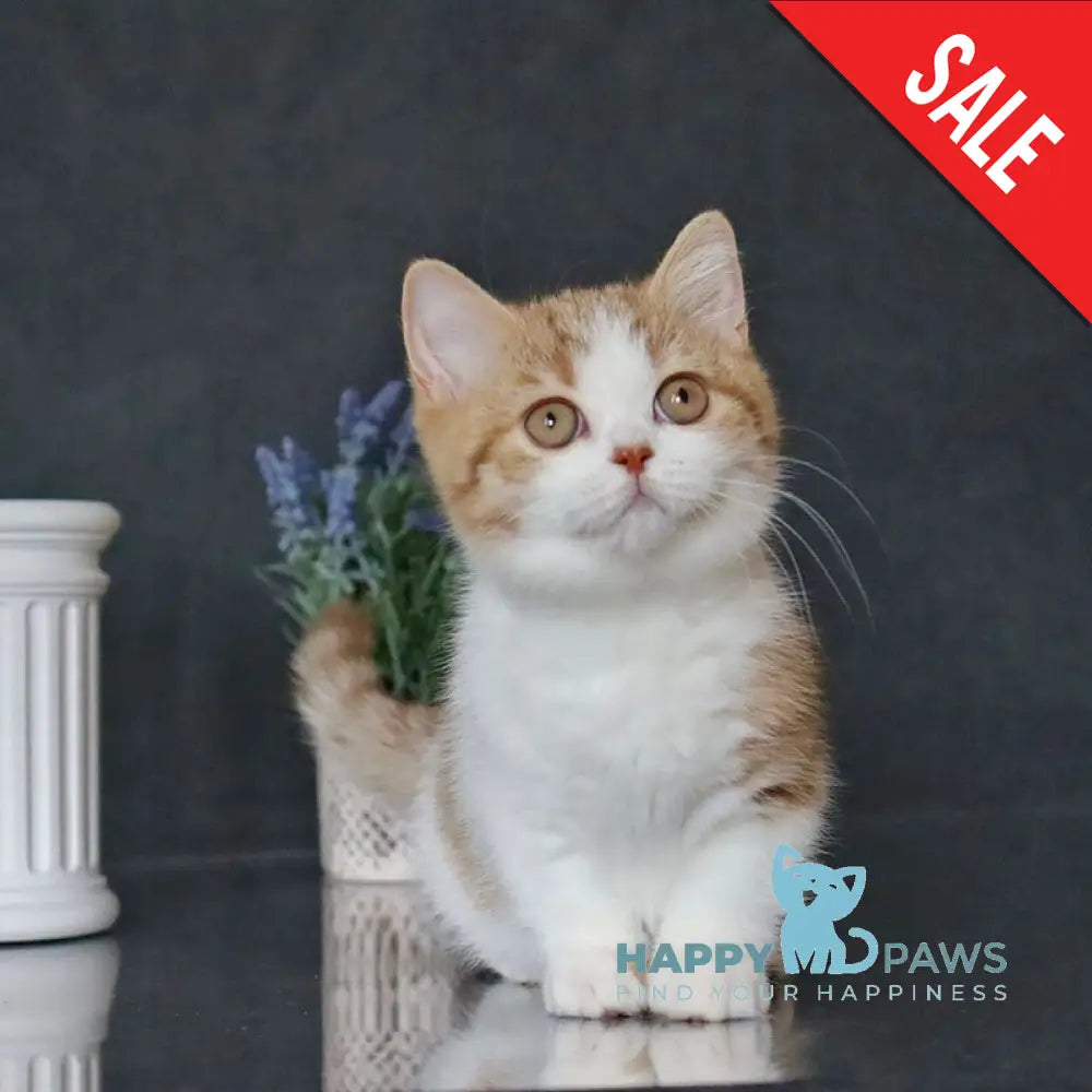 Chelsi Munchkin female cinnamon bicolour spotted tabby live animals