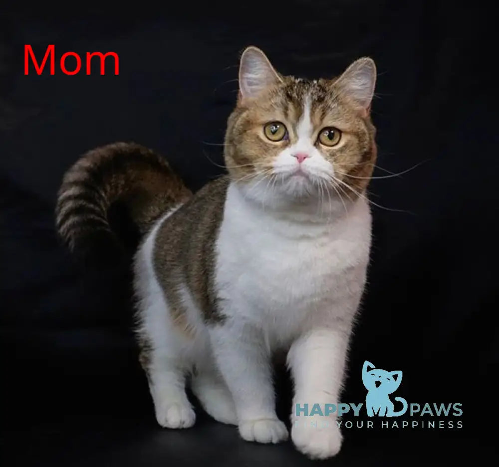 Chelsi Munchkin female cinnamon bicolour spotted tabby live animals
