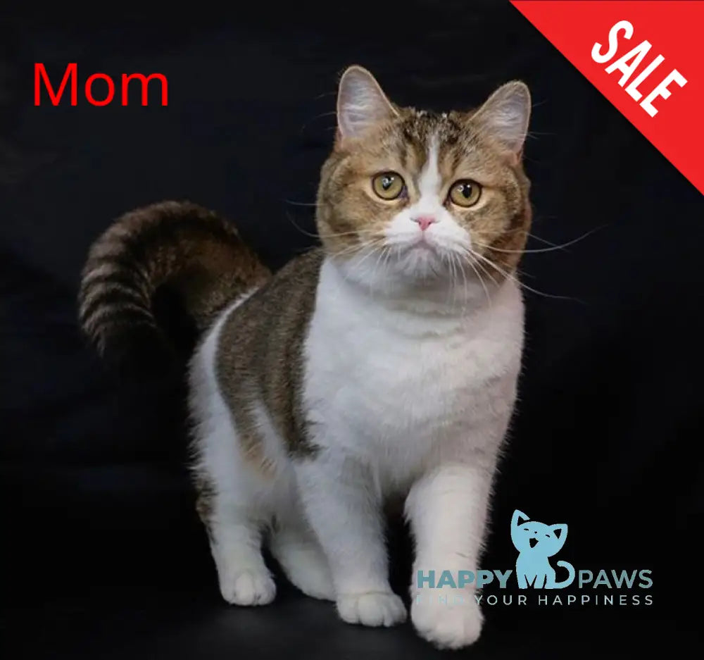 Chelsi Munchkin female cinnamon bicolour spotted tabby live animals