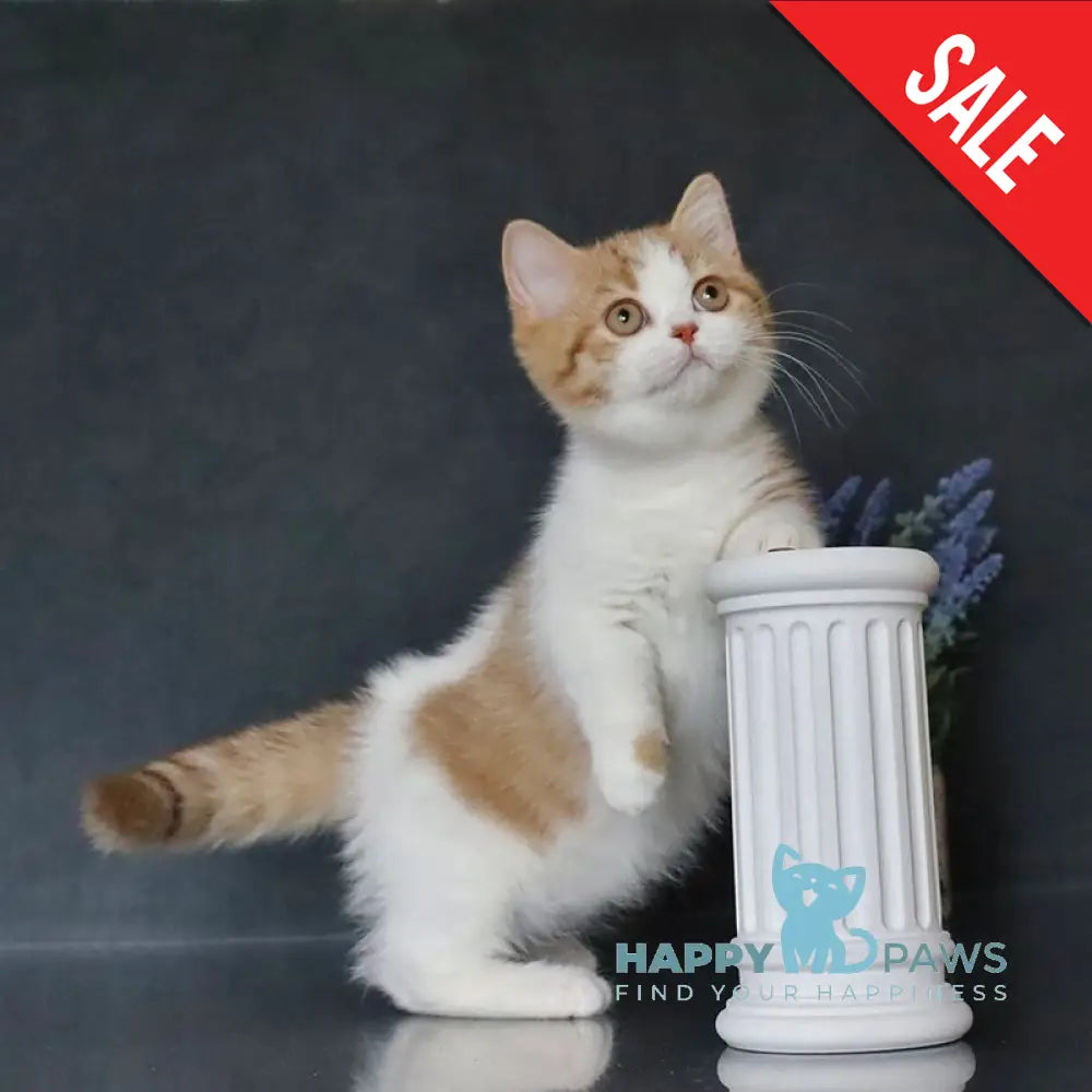 Chelsi Munchkin female cinnamon bicolour spotted tabby live animals