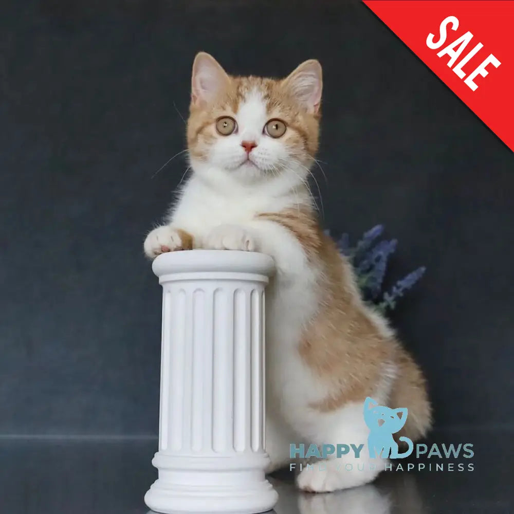 Chelsi Munchkin female cinnamon bicolour spotted tabby live animals