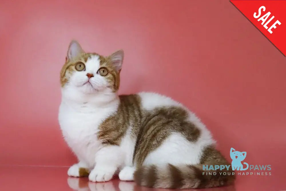 Chelsi Munchkin female cinnamon bicolour spotted tabby live animals